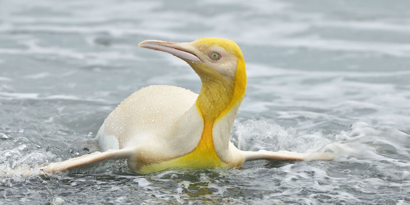 Fotografían por primera vez a un pingüino amarillo