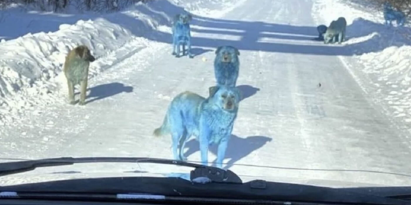 Hallan una extraña manada de perros azules en Rusia