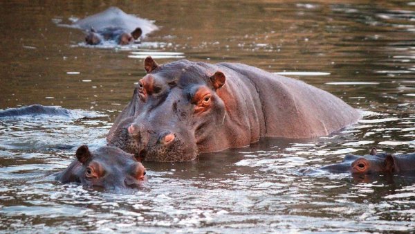 Bomba de tiempo ecológica: Preocupación creciente por los hipopótamos de Pablo Escobar