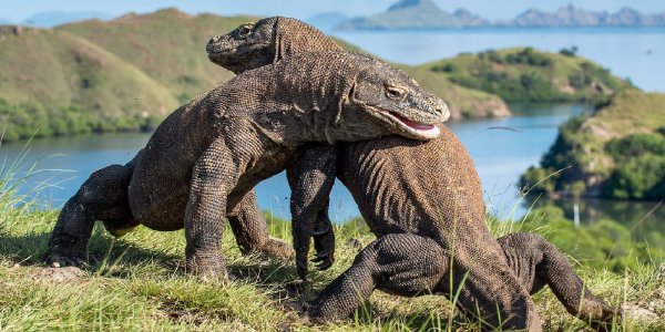 Antes de extinguirse en Australia, el dragón de Komodo dejó descendencia mestiza