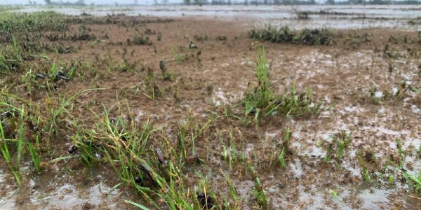 Australia: Invasión de arañas debido a las inundaciones