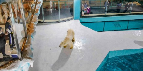 China desató la polémica: Abrió el primer hotel con osos polares