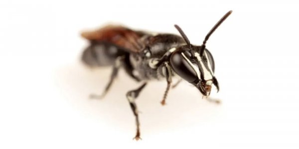 Perdida por 100 años: Hallan abeja que se creía extinta