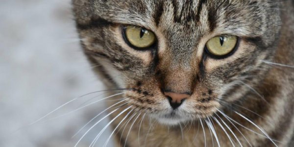 Un gato “aprende a hablar” y se queja de la música que escucha su dueña