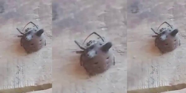 Video: Hallan una araña con “cabeza de gato” en Santiago del Estero