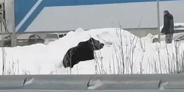 Video: Un hombre fue perseguido por un oso en las calles de Rusia