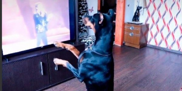 Video: Un perro baila como Michael Jackson y revoluciona TikTok