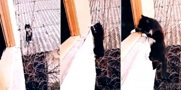 Viral: ¡Mirá el video del “gato Tom Cruise”!