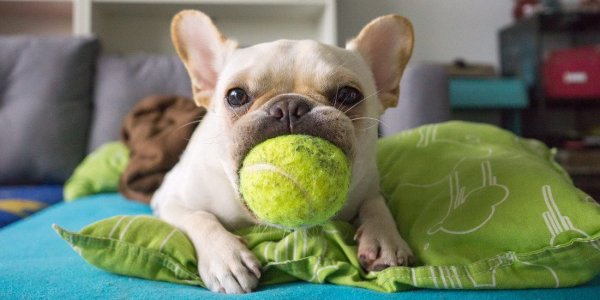 Las pelotas de tenis son un riesgo para los perros