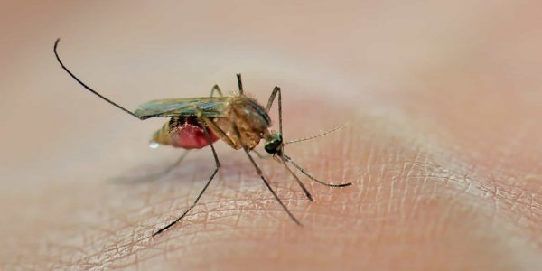 ¿Por qué los mosquitos pican más a unas personas que a otras?