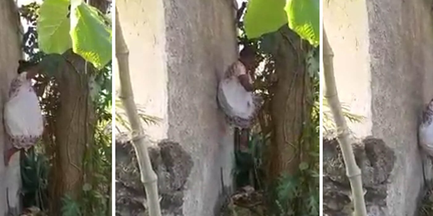 Viral: una abuela de 88 años se trepó a un árbol para conseguir frutas