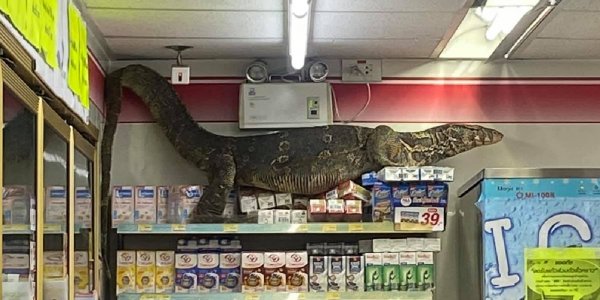Tailandia: Graban a un lagarto gigante trepando góndolas en un supermercado
