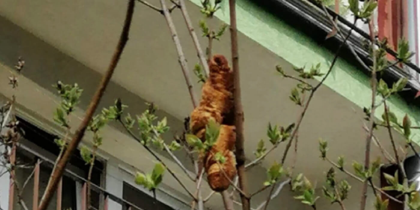 ¡Insólito! Temor por un extraño animal arriba de un árbol que terminó siendo… ¡un croissant gigante!