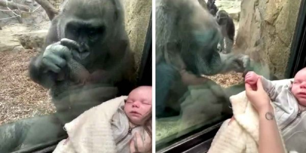 Viral: Comparten la reacción de una mamá gorila al ver a un bebé humano del otro lado del vidrio