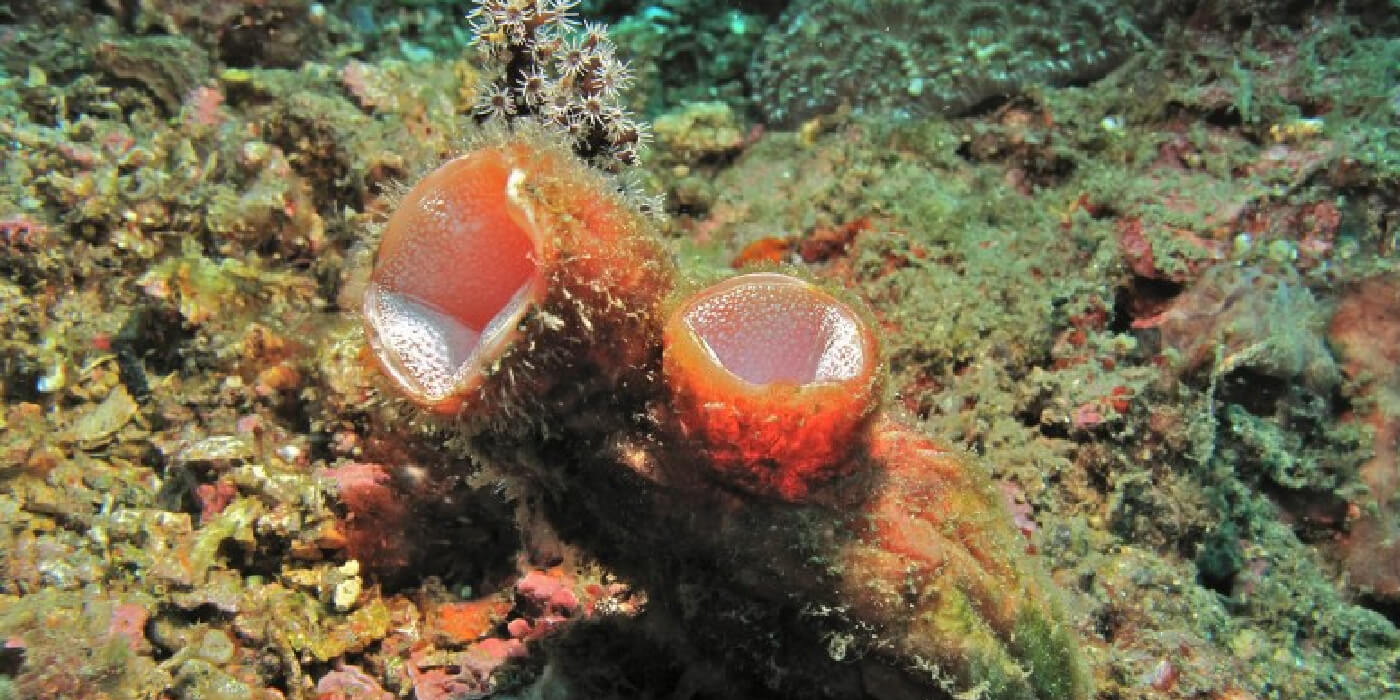 Descubren un animal que se regenera aunque se parta en tres pedazos