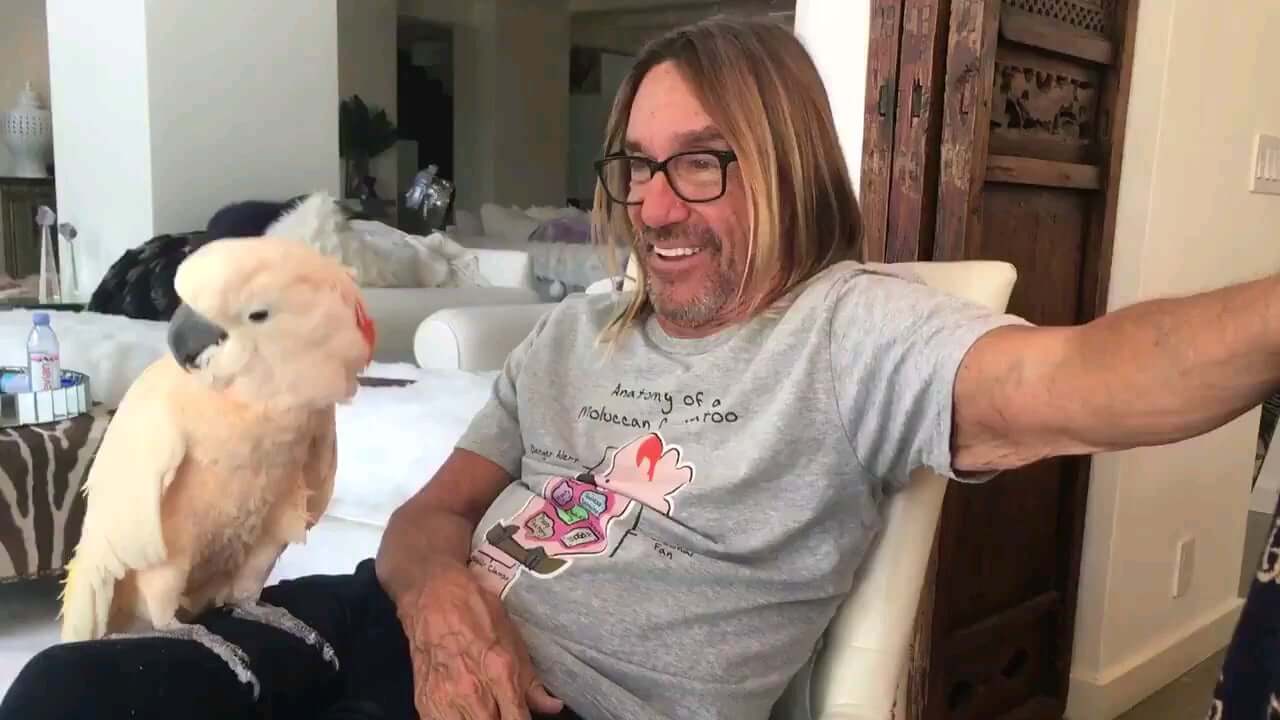 Iggy Pop compartió un video de su mascota bailando y se volvió viral