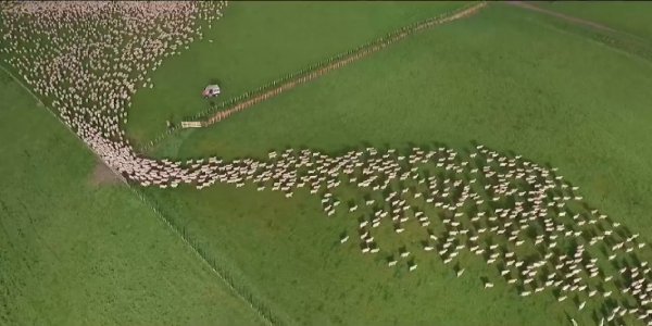 Graban a un rebaño de ovejas durante 7 meses desde un drone: El resultado es sorprendente