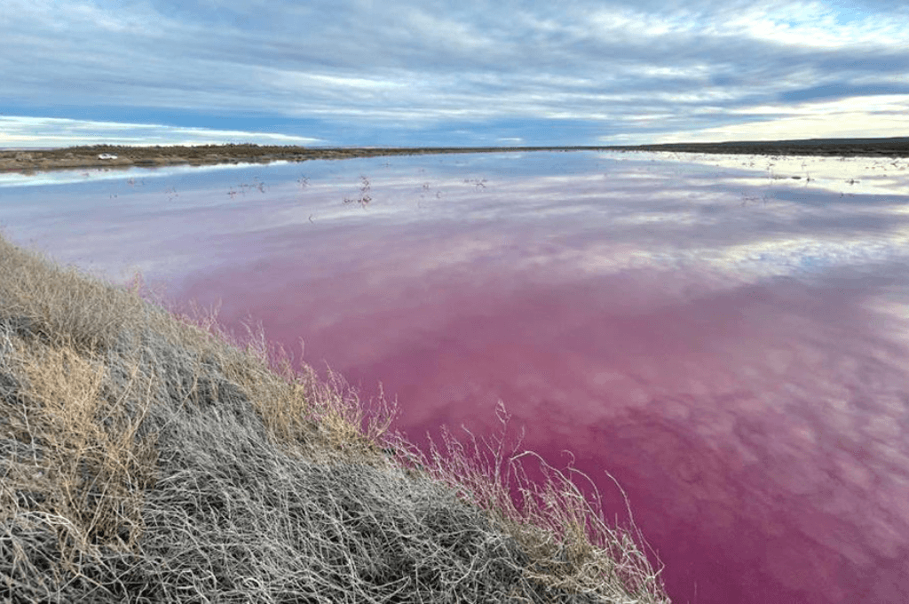 Una laguna de Trelew se tiñó de rosa por contaminación