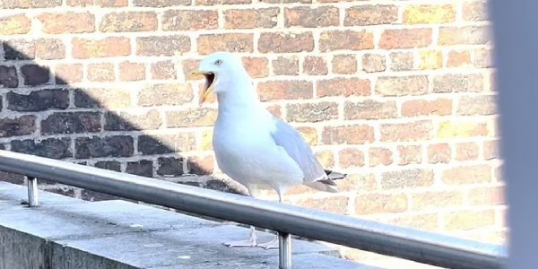 Viral: Un hombre capta a una gaviota que le ladra