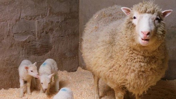 Hace 25 años nacía la oveja Dolly, el primer mamífero clonado
