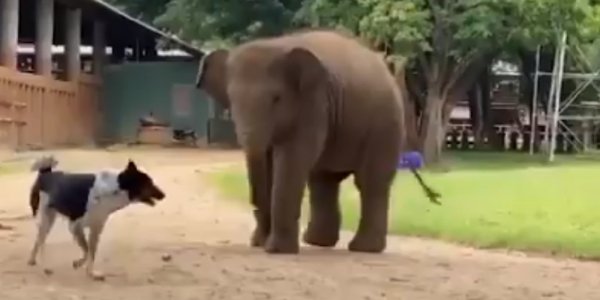 Un perro y un elefante “juegan a la mancha” y el video se hace viral