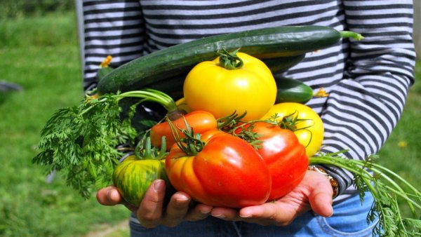 Una familia produce tres kilos de verdura por día y ahorra más de $4.000.