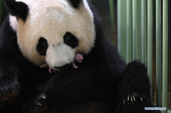 Nacieron pandas gemelos en un zoológico de Francia