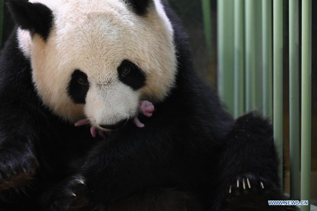 Nacieron pandas gemelos en un zoológico de Francia