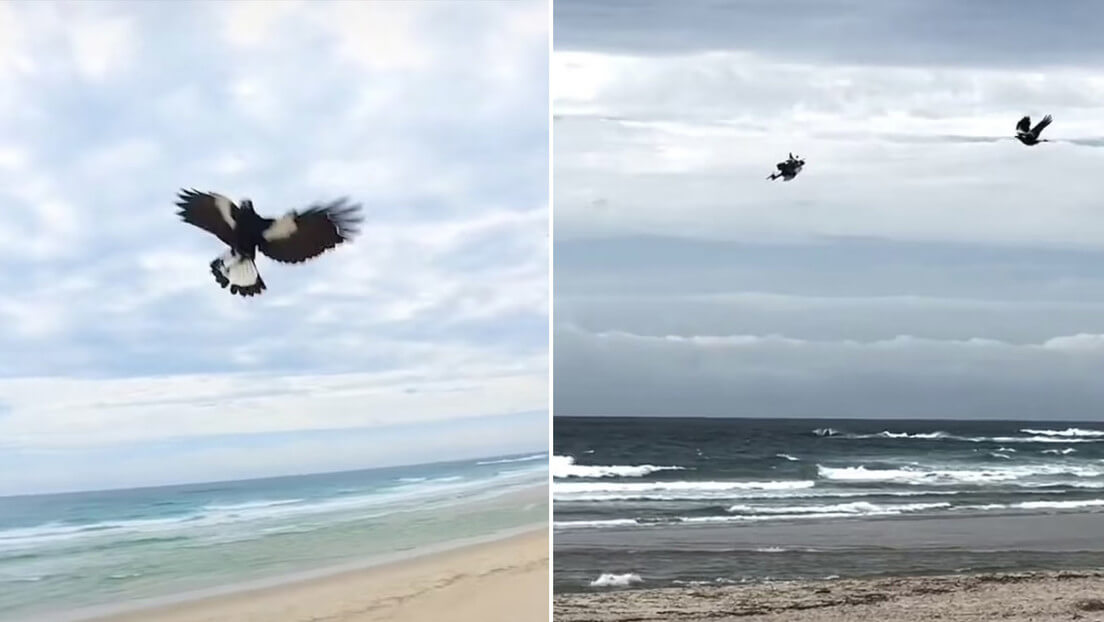 Una urraca derribó a un dron en pleno vuelo