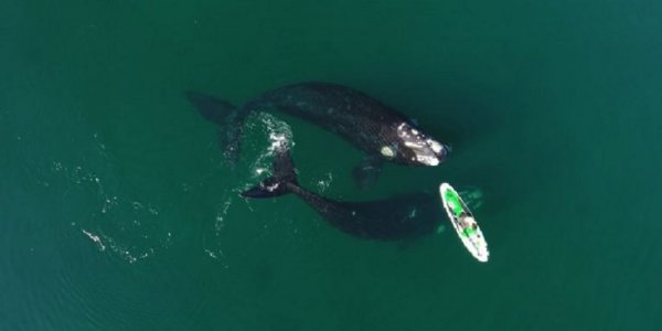¡Impresionante! Graban a una ballena franca “jugando” con una mujer que hacía stand up paddle