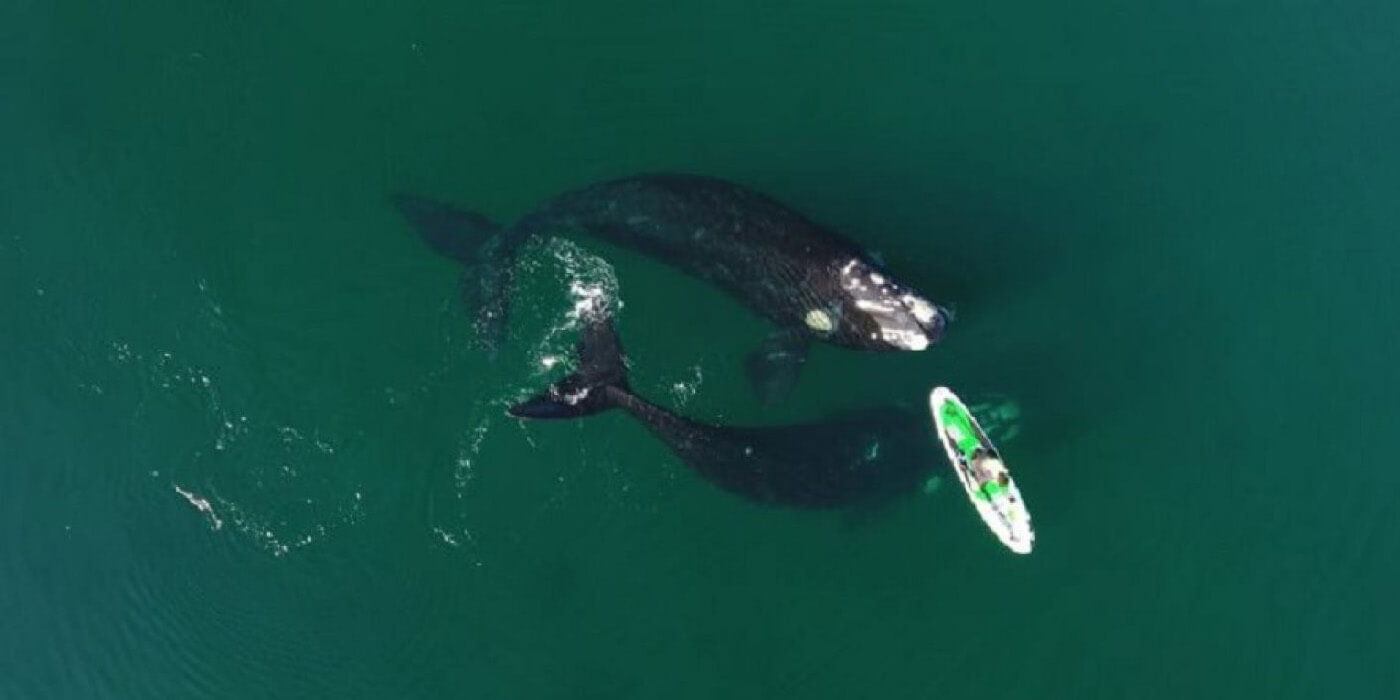 ¡Impresionante! Graban a una ballena franca “jugando” con una mujer que hacía stand up paddle