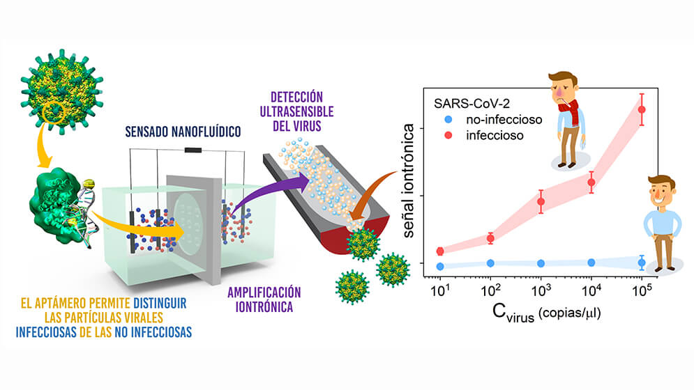 Coronavirus: Crean un test que detecta si una persona aún contagia o ya no