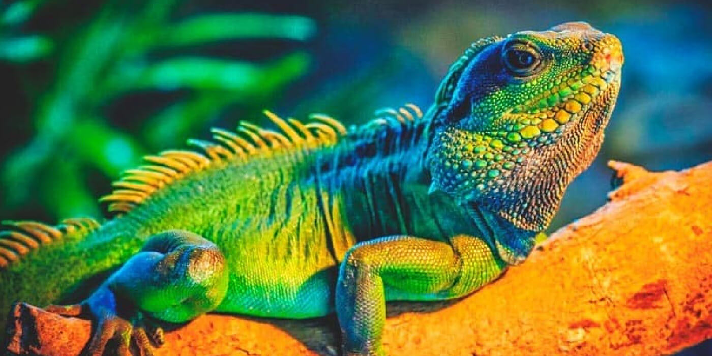 Una iguana posó como una modelo y se volvió viral
