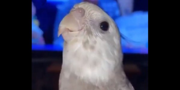 Viral: Un pájaro aprende a cantar la canción de “La Pantera Rosa” y es furor