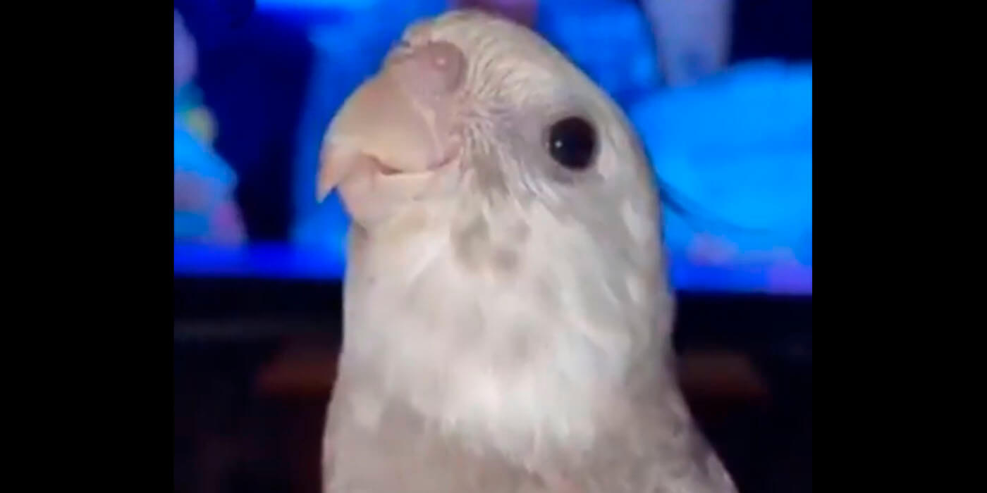Viral: Un pájaro aprende a cantar la canción de “La Pantera Rosa” y es furor