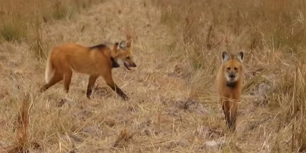 Monitorean al aguará guazú con collar GPS por primera vez