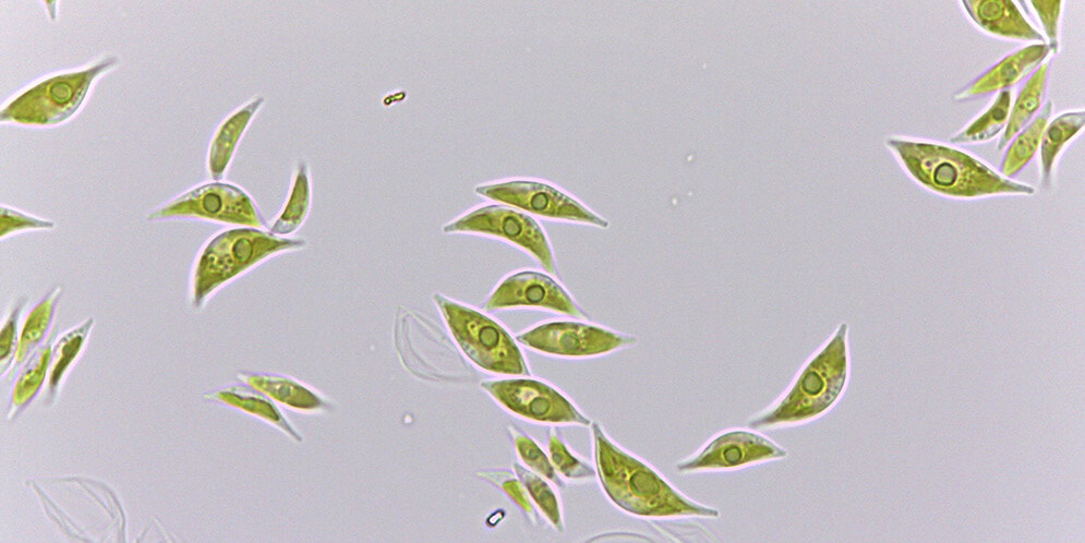 “Scenedesmus dimorphus”, el alga que podría sobrevivir en Marte