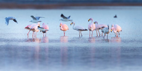 Avanzan los esfuerzos para la creación del Parque Nacional Ansenuza en Córdoba