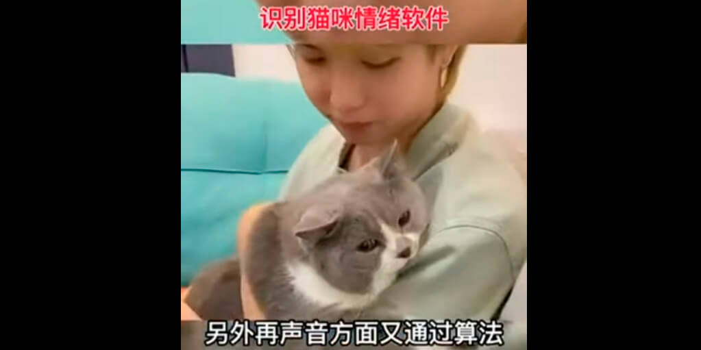 Un chino creó una app capaz de escanear gatos y conocer sus emociones