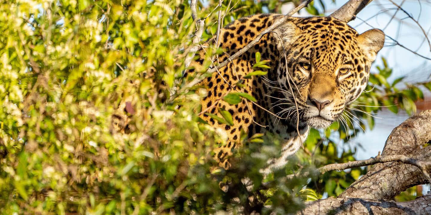 Liberan en Corrientes a una yaguareté nacida en cautiverio