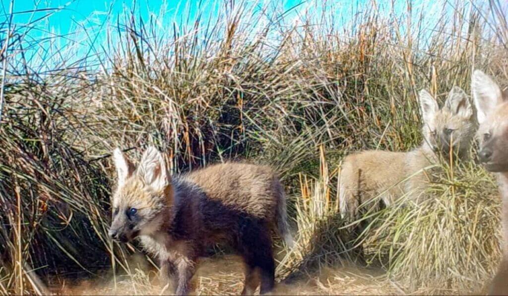 Obtienen imágenes de cachorros de aguará guazú en el Iberá