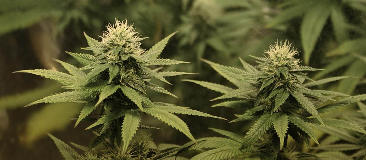Una pyme comenzó a cultivar legalmente cannabis medicinal