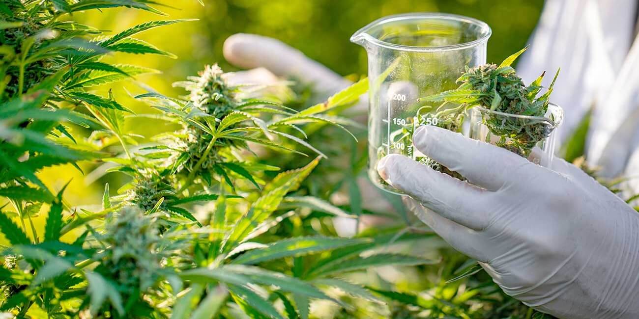 Utilizan inteligencia artificial para testear y obtener aceite de cannabis