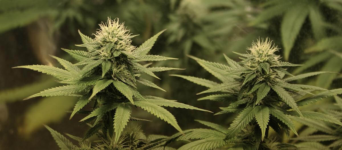 Se viene una diplomatura en Cannabis y usos medicinales