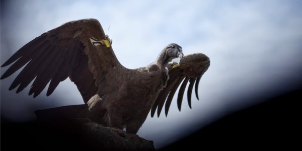 Conservación: Liberan siete pichones de cóndor en Río Negro