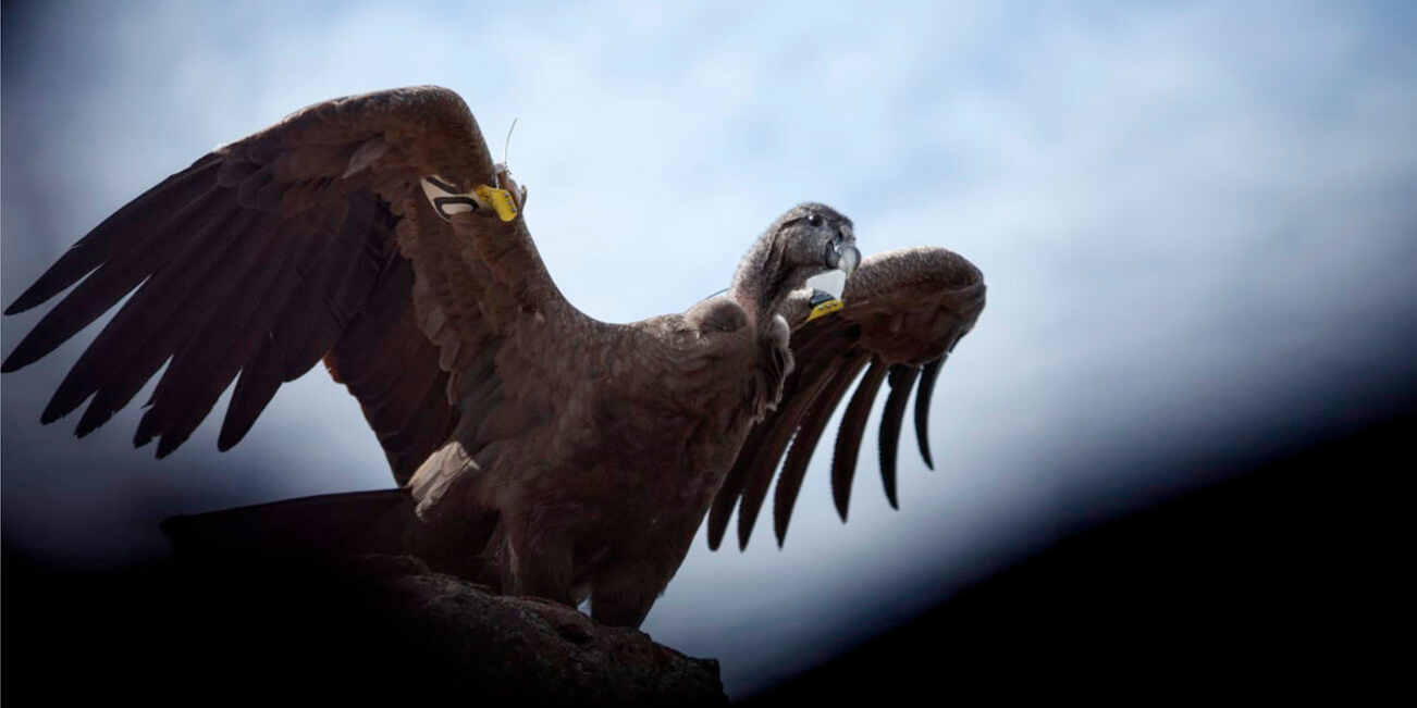 Conservación: Liberan siete pichones de cóndor en Río Negro