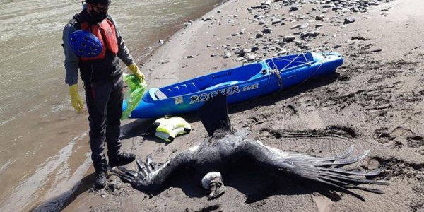 Hallan tres cóndores envenenados con agrotóxicos en Neuquén