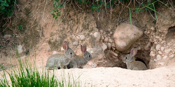 Ushuaia: Insisten en eliminar conejos con gas fosfina