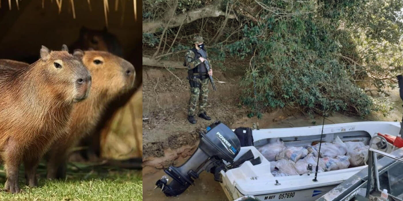 Imperdonable: Detienen a un cazador con 700 kilos de carpinchos faenados en Corrientes