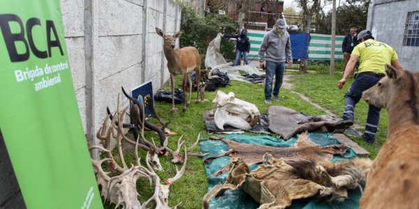 Allanan talleres clandestinos de taxidermia en localidades bonaerenses